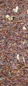 Rooibos Ingwer Zitrone Bio